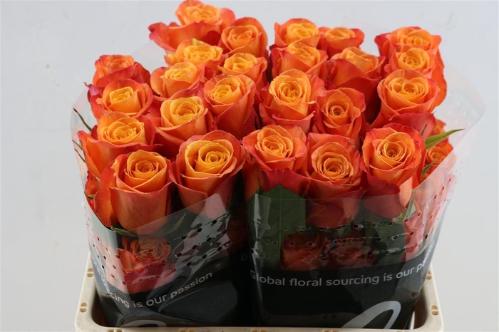 Rosa grootbloemig Confidens