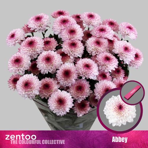 Chrysanthemum (Indicum Grp) tros Funtime