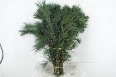 Pinus strobus per bos