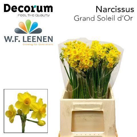 Narcissus Tazetta Grp met blad 'Grand Soleil d'Or'