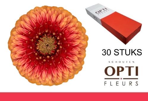 Gerbera mini bolvormig Pomponi Beaker