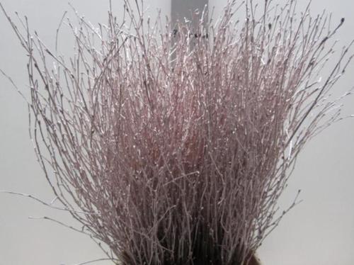 Betula kleurbehandeld H%