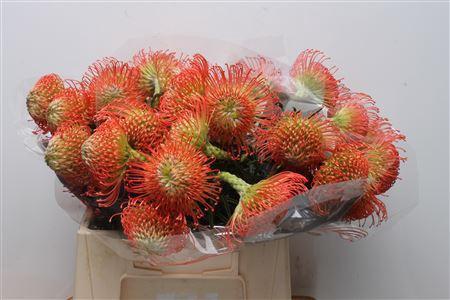 Leucospermum cordifolium 'Succession'