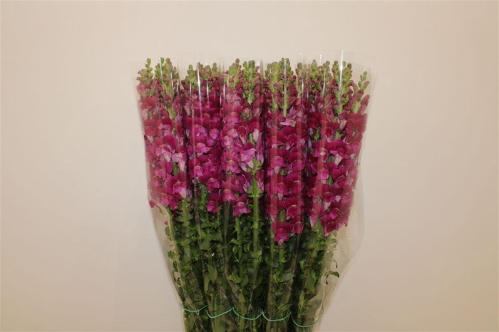 Antirrhinum majus overig