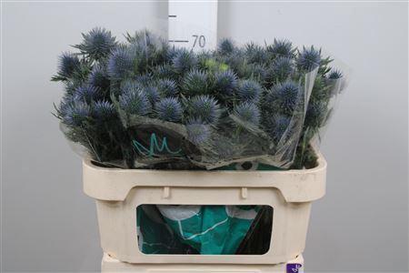 Eryngium planum Magnetar Questar