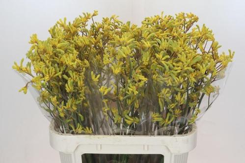 Anigozanthos flavidus 'Bush Down'