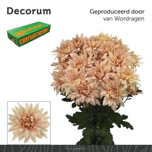 Chrysanthemum (Indicum Grp) tros Kalimba Salmon