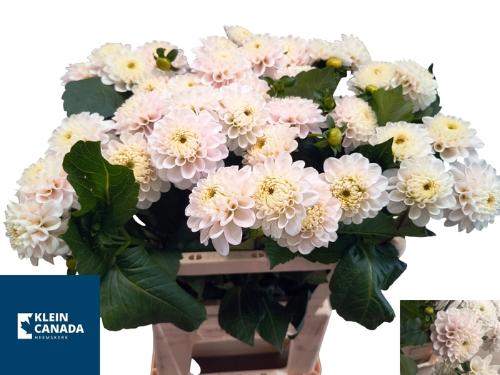 Dahlia (Ball Grp) 'Light Wizard'
