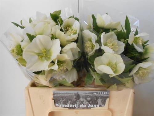 Helleborus 'Queens White'