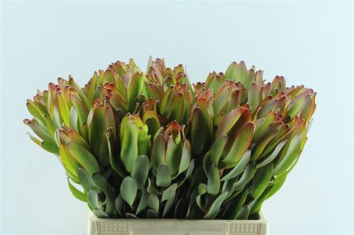 Leucadendron 'Laurel Yellow'