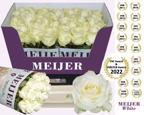 Rosa grootbloemig Avalanche+