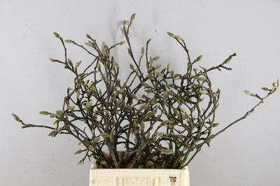 Magnolia grandiflora