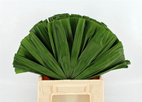 Chamaerops sp. (blad)