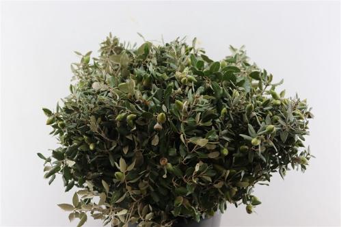 Quercus overig
