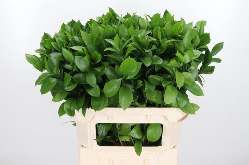 Ruscus hypophyllum (groot blad)