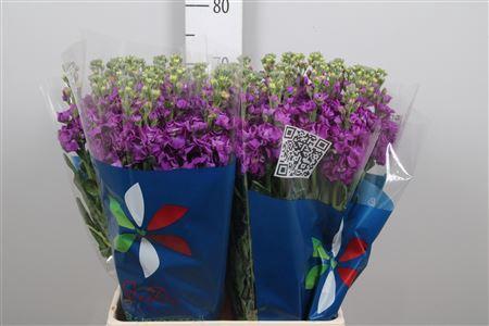 Matthiola incana 'Iron Purple'