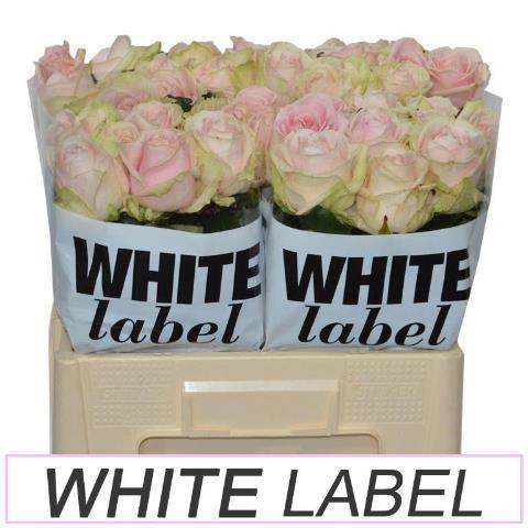 Rosa grootbloemig Sweet Avalanche +