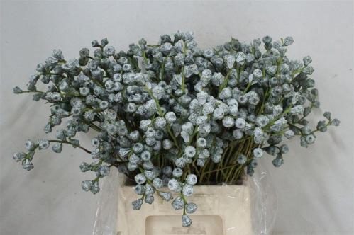 Eucalyptus per bos overig blad