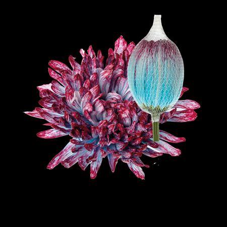 Chrysanthemum (Indicum Grp) geplozen Antonov kleurbehandeld H%