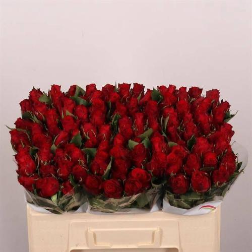 Rosa grootbloemig Red Torch