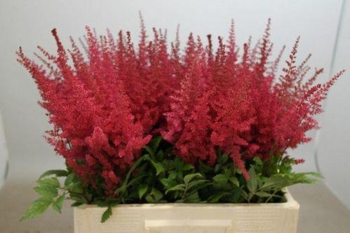 Astilbe Arendsii Grp 'Paul G
