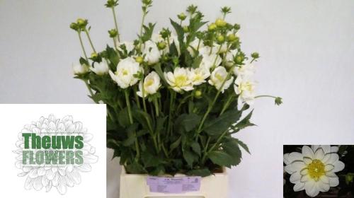 Dahlia 'White Onesta'
