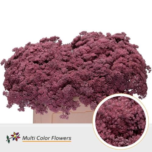 Sedum kleurbehandeld H%