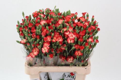 Dianthus tros overig