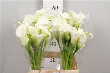 Zantedeschia 'White Present'