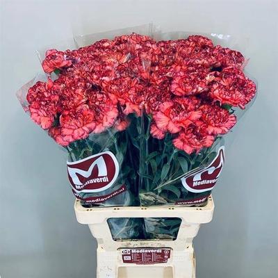 Dianthus standaard 'Extravaganza'