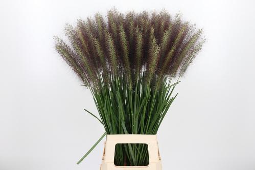 Pennisetum 'Paradise'
