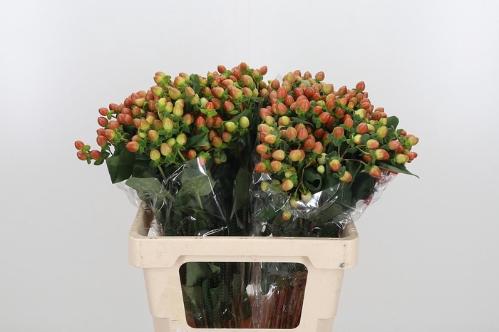 Hypericum x inodorum Globo Coral
