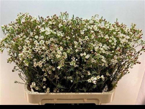 Chamelaucium 'Blondie'