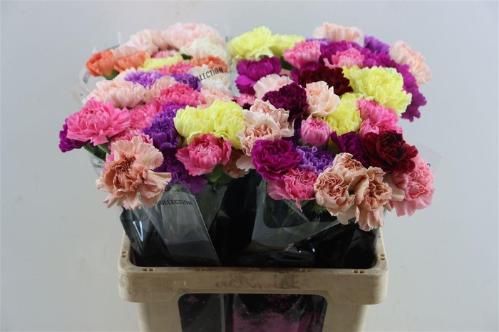 Dianthus standaard gemengd