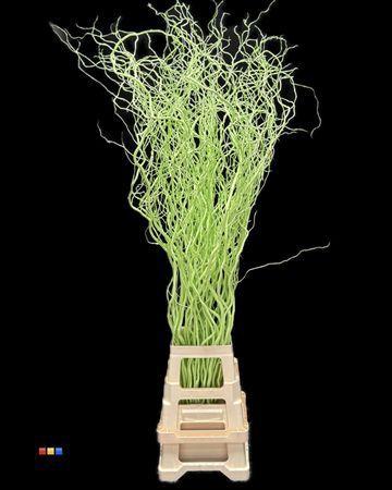 Salix kleurbehandeld H%