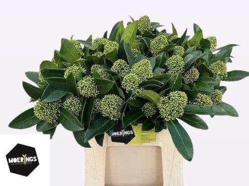 Skimmia japonica White Globe per bos