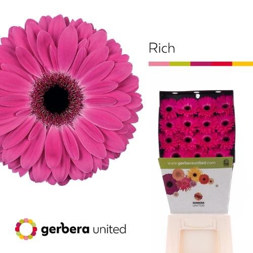 Gerbera grootbloemig Rich