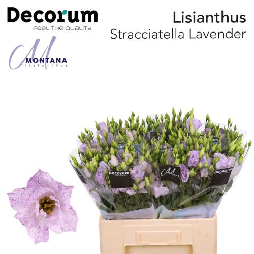 Eustoma russellianum gevuldbloemig Stracciatella Lavender
