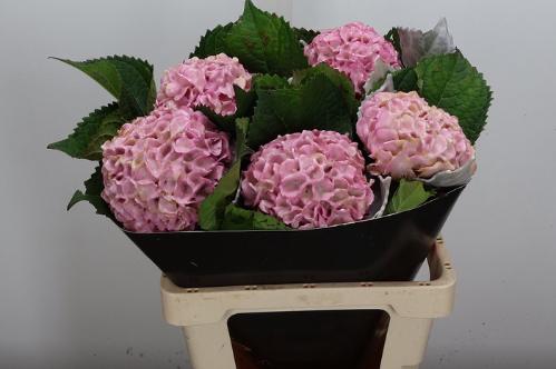 Hydrangea overig kleurbehandeld H%