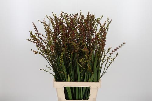 Crocosmia x crocosmiiflora met bes Bes van Fire King