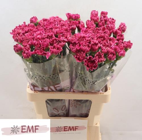 Dianthus standaard Miss Beautiful