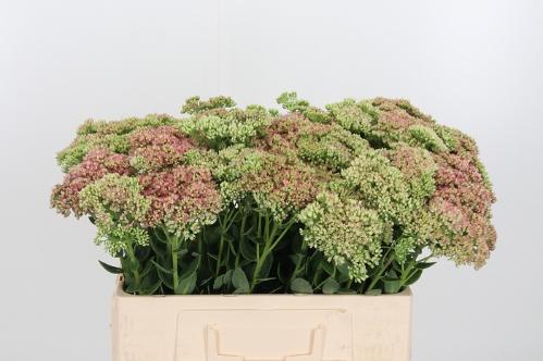 Sedum spectabile
