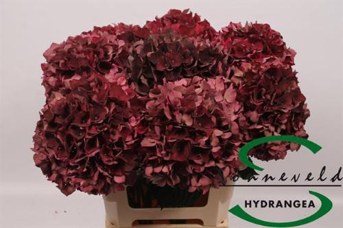 Hydrangea macrophylla Magical Rubyred (classic)