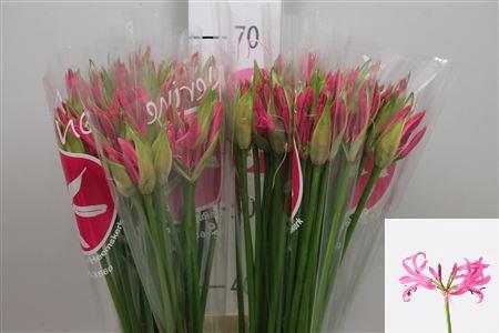 Nerine Bowdenii Grp 'Ras van Roon'