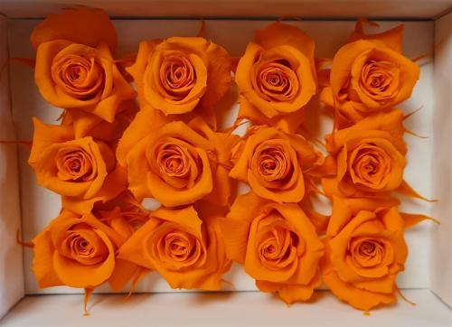 Rosa grootbloemig kleurbehandeld H%