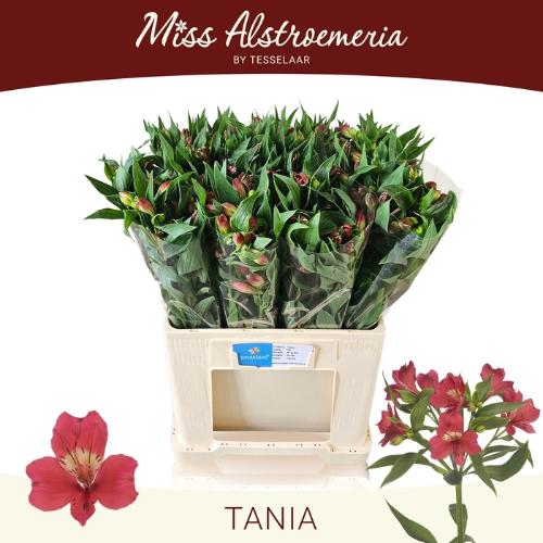 Alstroemeria Tania