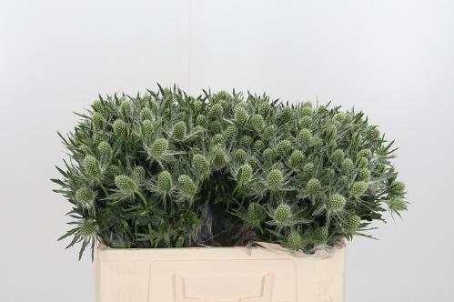 Eryngium Magical White Lagoon