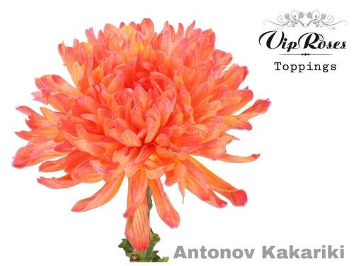 Chrysanthemum (Indicum Grp) geplozen Antonov kleurbehandeld H%