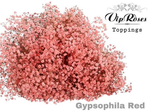 Gypsophila overig kleurbehandeld H%