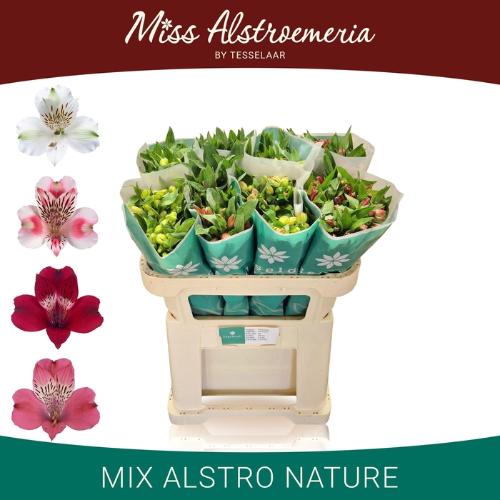 Alstoemeria gemengd in fust